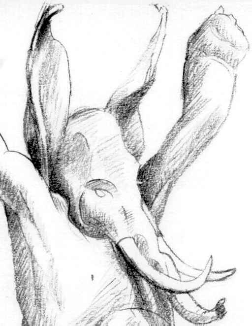 A phant aloft, sketch detail