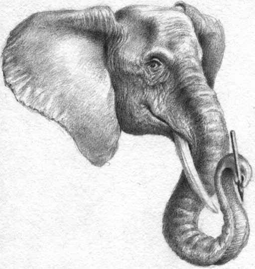 Phant with pen in hand, pencil sketch